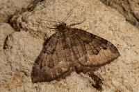 Triphosa dubitata