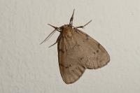 Paidia rica