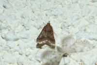 Stemmatophora brunnealis