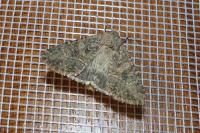 Anarta trifolii