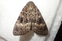 Amphipyra berbera svenssoni