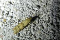 Homoeosoma sinuella