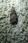 Acrobasis advenella