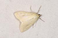 Sitochroa palealis