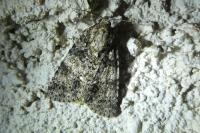 Acronicta rumicis