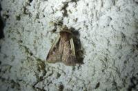 Ochropleura plecta