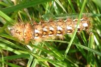 Acronicta rumicis