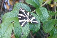 Euplagia quadripunctaria