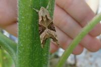 Phlogophora meticulosa