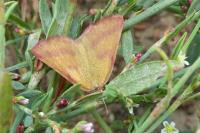 Lythria purpuraria