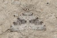 Entephria cyanata cyanata