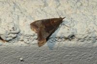 Uresiphita gilvata