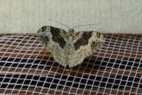 Epirrhoe galiata