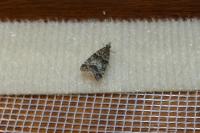 Eudonia mercurella
