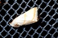 Eublemma pura