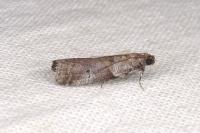 Acrobasis legatea