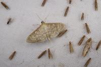 Patania ruralis