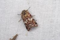 Anarta myrtilli