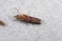Ancylosis cinnamomella