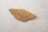 Cyclophora puppillaria