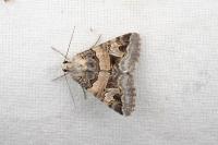 Drasteria cailino