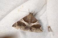 Dysgonia algira