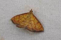 Ecpyrrhorrhoe rubiginalis