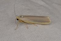 Eilema caniola