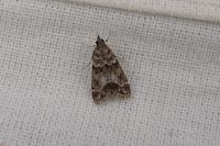 Eudonia mercurella