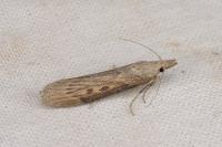 Lamoria anella