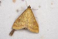 Ostrinia nubilalis