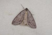 Pachycnemia hippocastanaria hippocastanaria