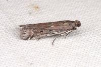 Phycitodes