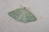 Pseudoterpna pruinata