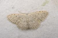 Scopula marginepunctata