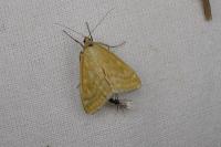 Sitochroa verticalis