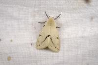 Spilarctia lutea