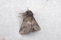 Thaumetopoea processionea