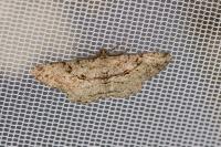 Peribatodes rhomboidaria rhomboidaria