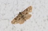 Peribatodes rhomboidaria rhomboidaria