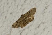 Peribatodes rhomboidaria rhomboidaria