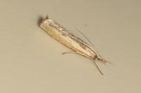 Agriphila inquinatella