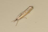 Agriphila inquinatella