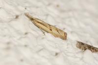 Agriphila inquinatella