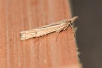 Ancylolomia tentaculella / disparalis