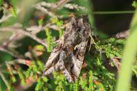 Autographa gamma