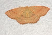 Cyclophora linearia