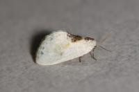 Cilix glaucata