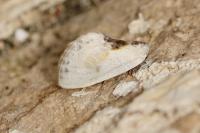 Cilix glaucata