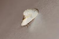 Cilix glaucata